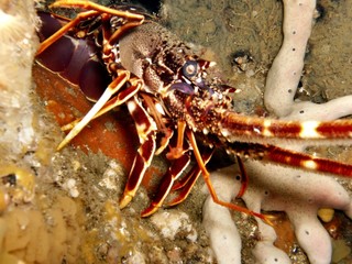 langouste