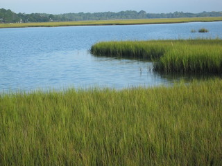 marshes of st. augustine