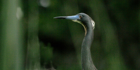 little blue heron