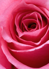 Fototapeta na wymiar rose closeup