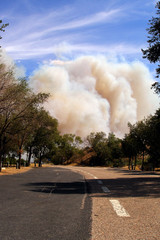 feu de forêt