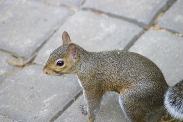 squirrel