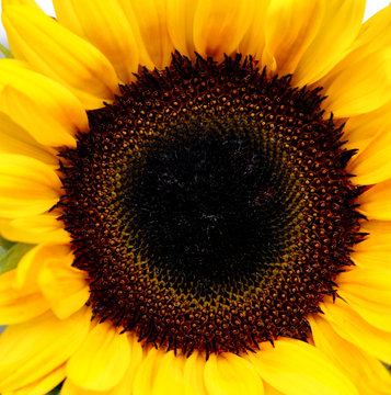 sunflower centered