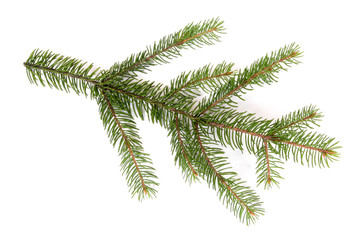 isolated pine branch