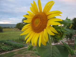 tournesol1