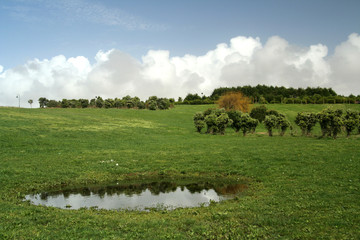 Obraz premium green field