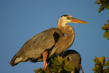 great heron