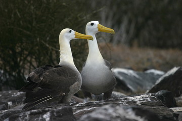 pair of albatross
