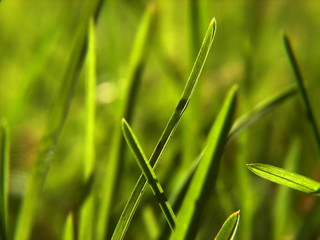 grass macro detail