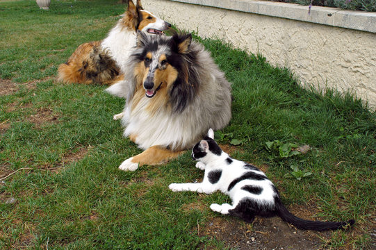 chiens et chat
