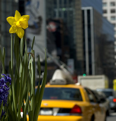 urban daffodil