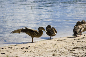 stretching duck