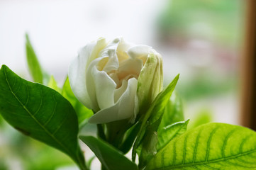 bud of gardenia