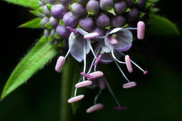 succisa pratensis moench flower