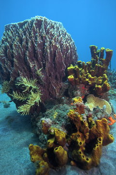 Fototapeta scene of coral reef