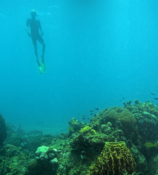 free diving snorkeler
