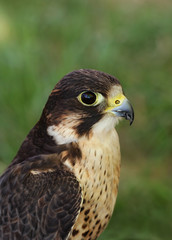 Obraz premium bird of prey