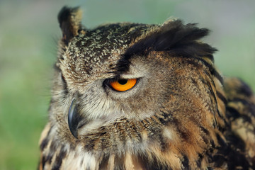 european eagle owl