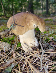 mushroom