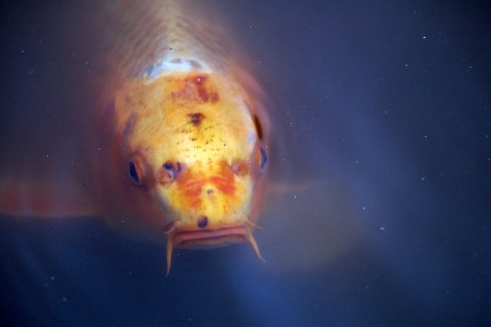 koi