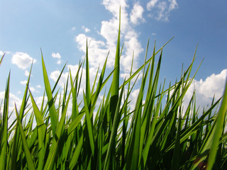 green grass 3