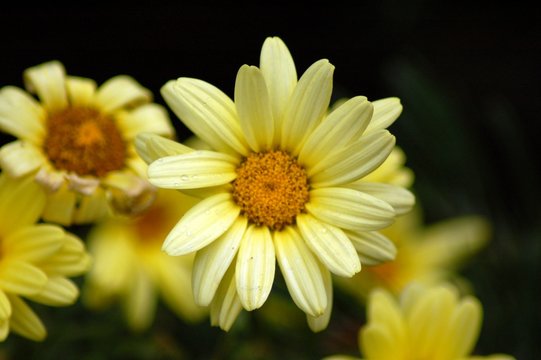 yellow flowers