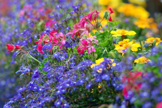 purple, pink and yellow flowers