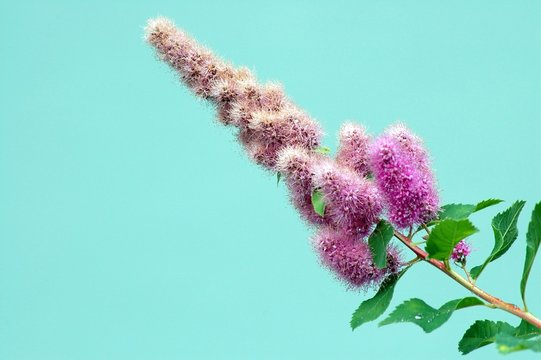 purple flower
