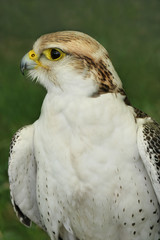 the falcon, bird of prey