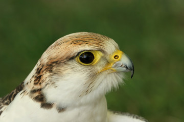 the falcon