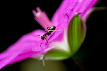 ant ant on the flower of wood cranesbill