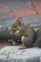 eating squirrel