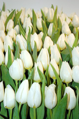 tulipesblanches8