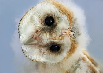 Papier Peint photo autocollant Hibou baby barn owl