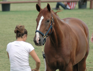 show horse & owner