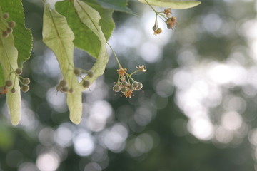 die samen eine linde