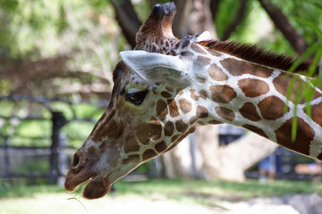 face of giraffe