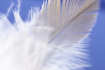 feather drop