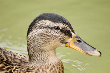 canard