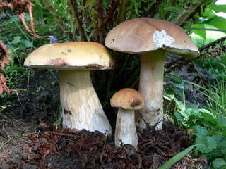 three boletus