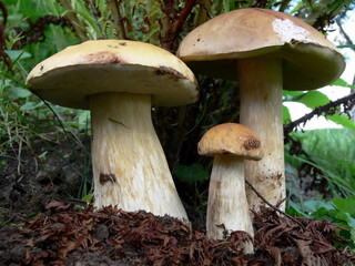 three boletus