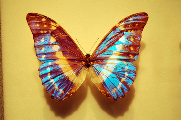 Plakat butterfly
