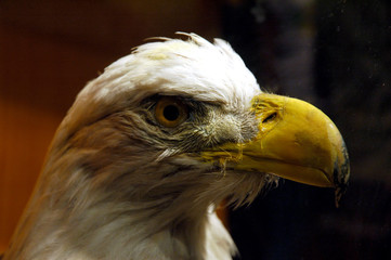eagle