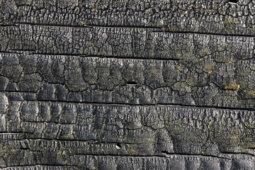 burnt wood texture