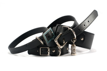 dog collars