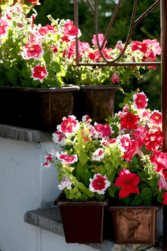 gloxinia