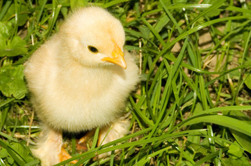 babyzwerghuhn hautnah