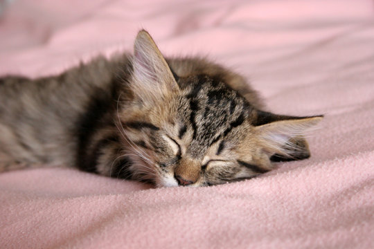 kitten