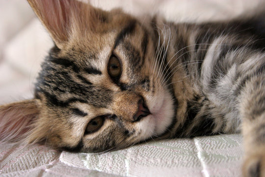 kitten