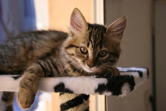 kitty